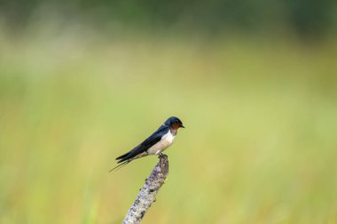 Güzel bir ahır Kırlangıç, parlak mavi-siyah üst parçaları ve paslı boğaz ve alnı ile, yumuşak, bulanık yeşil bir arka plana karşı tünemiş bir dal üzerinde tünemiş, açık kırsalda tanıdık bir manzara.
