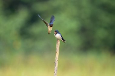 Güzel bir ahır Kırlangıç, parlak mavi-siyah üst parçaları ve paslı boğaz ve alnı ile, yumuşak, bulanık yeşil bir arka plana karşı tünemiş bir dal üzerinde tünemiş, açık kırsalda tanıdık bir manzara.
