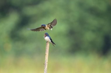 Güzel bir ahır Kırlangıç, parlak mavi-siyah üst parçaları ve paslı boğaz ve alnı ile, yumuşak, bulanık yeşil bir arka plana karşı tünemiş bir dal üzerinde tünemiş, açık kırsalda tanıdık bir manzara.