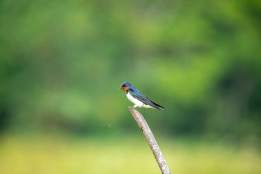 Güzel bir ahır Kırlangıç, parlak mavi-siyah üst parçaları ve paslı boğaz ve alnı ile, yumuşak, bulanık yeşil bir arka plana karşı tünemiş bir dal üzerinde tünemiş, açık kırsalda tanıdık bir manzara.