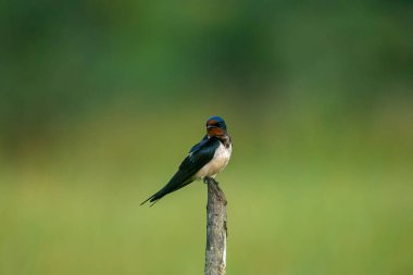 Güzel bir ahır Kırlangıç, parlak mavi-siyah üst parçaları ve paslı boğaz ve alnı ile, yumuşak, bulanık yeşil bir arka plana karşı tünemiş bir dal üzerinde tünemiş, açık kırsalda tanıdık bir manzara.