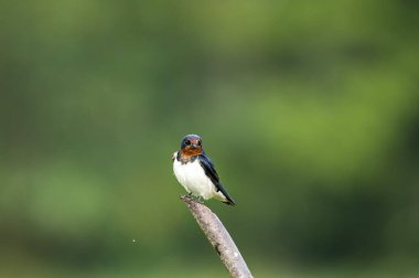 Güzel bir ahır Kırlangıç, parlak mavi-siyah üst parçaları ve paslı boğaz ve alnı ile, yumuşak, bulanık yeşil bir arka plana karşı tünemiş bir dal üzerinde tünemiş, açık kırsalda tanıdık bir manzara.