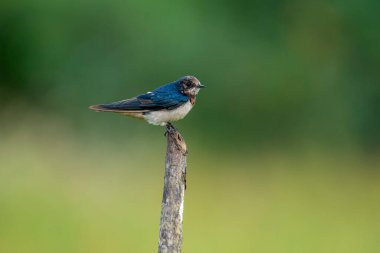 Güzel bir ahır Kırlangıç, parlak mavi-siyah üst parçaları ve paslı boğaz ve alnı ile, yumuşak, bulanık yeşil bir arka plana karşı tünemiş bir dal üzerinde tünemiş, açık kırsalda tanıdık bir manzara.