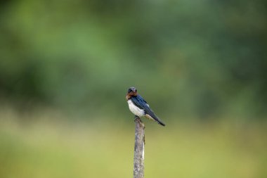 Güzel bir ahır Kırlangıç, parlak mavi-siyah üst parçaları ve paslı boğaz ve alnı ile, yumuşak, bulanık yeşil bir arka plana karşı tünemiş bir dal üzerinde tünemiş, açık kırsalda tanıdık bir manzara.