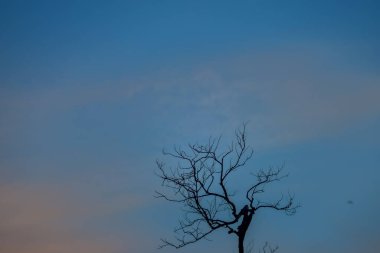 Ağaç dalları, bitki örtüsü ve doğa