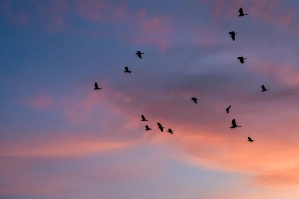黎明时分成群的鸟儿在飞翔 — 图库照片