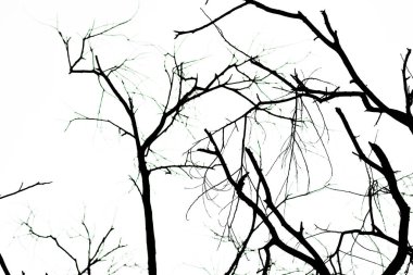 Beyaz arkaplanda ağaç dalları silueti