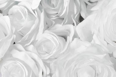 Beyaz güller arka plan, çiçek arkaplanı