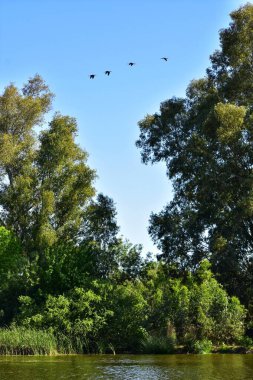 Ağaçlar ve nehir arasında çerçevelenmiş, güzel bir bahar gününde bir dizi kuş uçuyor. Ibis kuşu.
