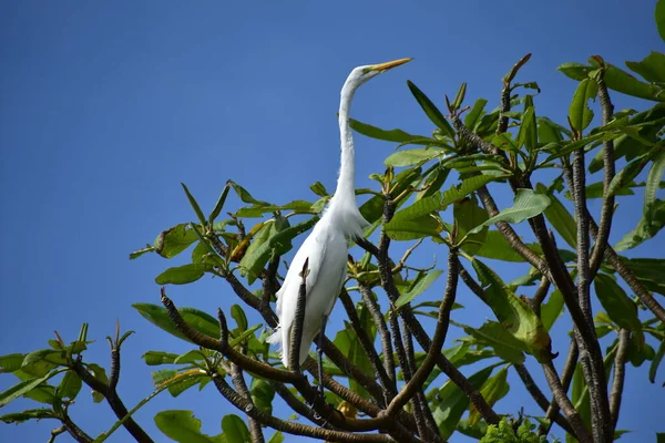 Slender Graceful Great Egret Perched Tree Looking Branches Territory Beautiful — Stock Photo, Image