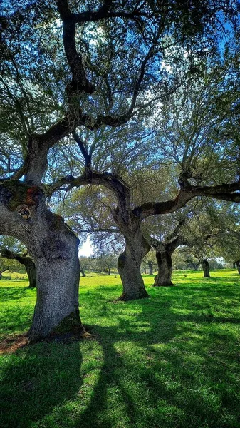 Oak trees aligned in the meadow of Spain. Its branches stretch out like arms that, reflected in the grass, seem to embrace the field between lights and shadows.