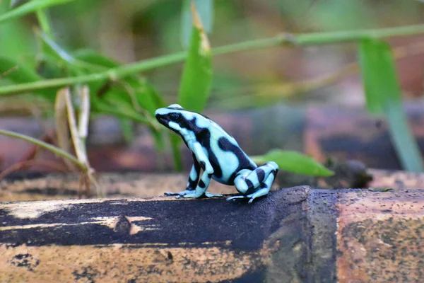Dendrobates auratus or black-green arrow frog is a very common species of poisonous amphibian on the forest floor of Central America.