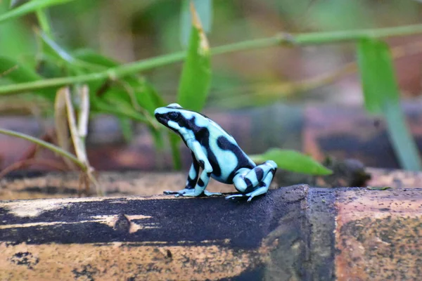 Dendrobates Auratus Lub Czarno Zielona Strzałka Żaba Jest Bardzo Powszechnym — Zdjęcie stockowe