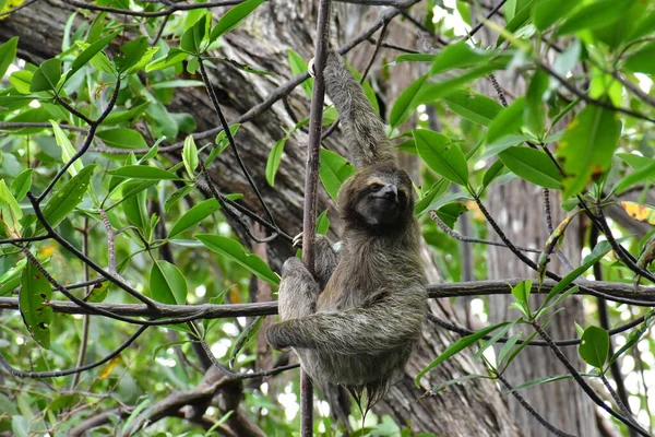 Three-toed sloth climbing a tree in the forest of Panama