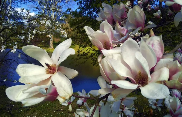 Kwitnce Kwiaty Drzewa Magnolii —  Fotos de Stock