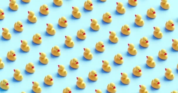 Patos Borracha Nadam Direções Opostas Loop — Vídeo de Stock