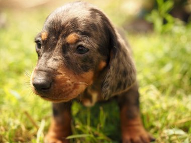 Benekli dachshund köpeği çimlerde