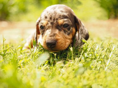 Benekli dachshund köpek yavrusu dünyayı tanır.