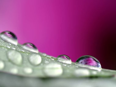 Şakayık, çiğ damlalarında çiçek