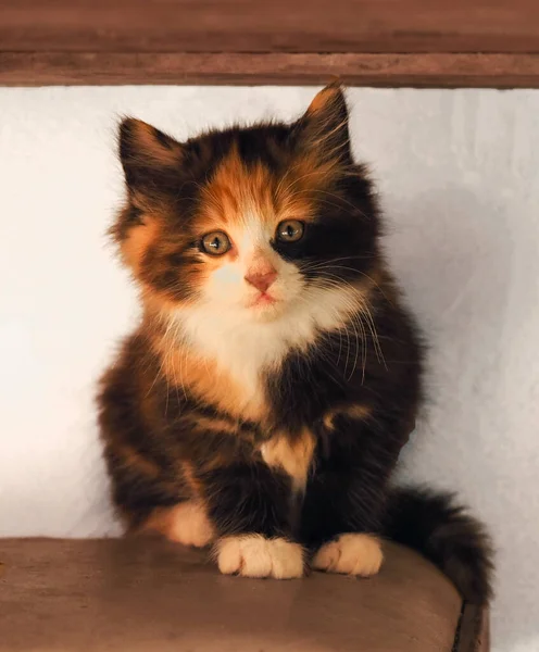 Güzel benekli kedi yavrusu.