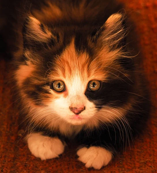 Benekli bir kedi yavrusundan büyüleyici gözler