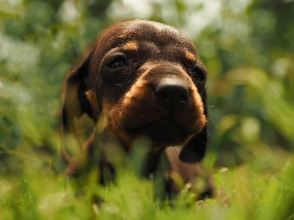 4 haftalık dachshund köpeği