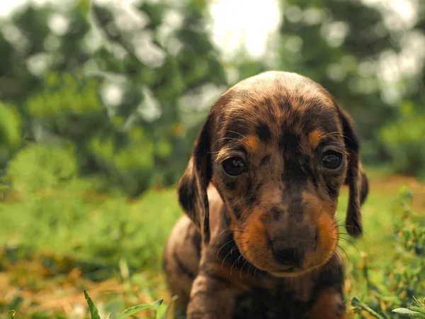 Adorable Spotted Dachshund Puppy — Stock Photo, Image