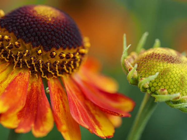 Benzer ve farklı iki güzel.