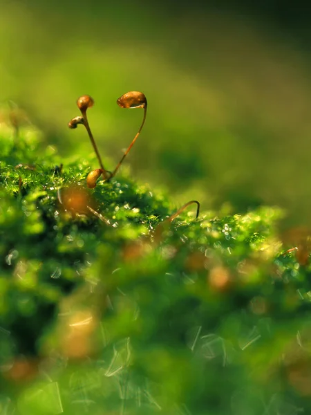 Yosun makro çiy damlası