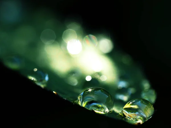 Yağmurdan sonra çimenlere düşer.