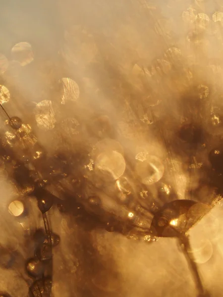 Altın saatinde yağmur üstüne karahindiba