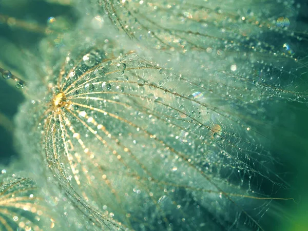 stock image Dandelion after rain, it was a photo of an exhibition 