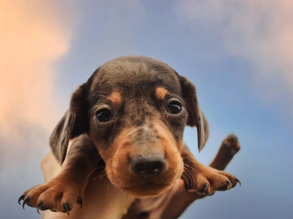 Dachshund köpek yavrusu
