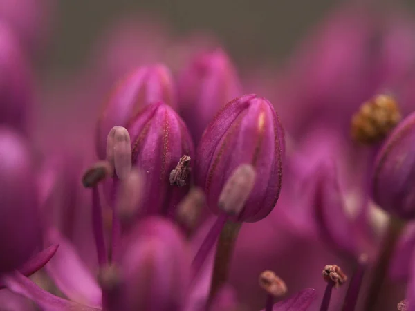 Pembe çiçekli güzellikler