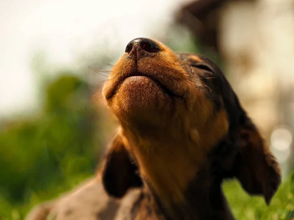 Şirin küçük dachshund havlama alıştırması yapıyor.