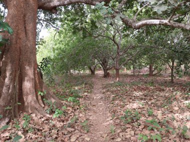 Piste sous les champs d'acajou de la Casamance