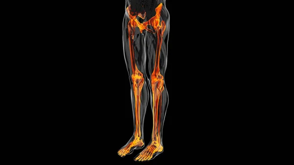 Анатомія Людини Ілюстрація Чорним Тлом — стокове фото