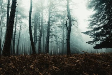 Sabah sisli ormanlarda