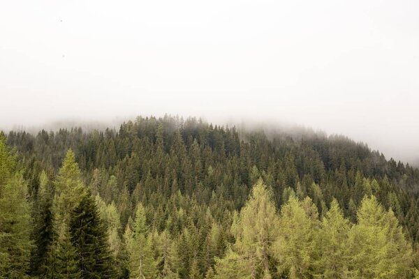 красивый кадр леса в горах в Словакии