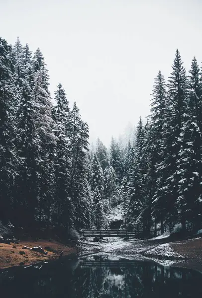 Winterlandschaft Des Sees Wald Stockbild