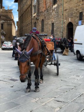 Roma şehrinin sokaklarında at ve at