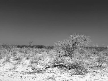 Güney Afrika 'da çalılık ve ağaçta