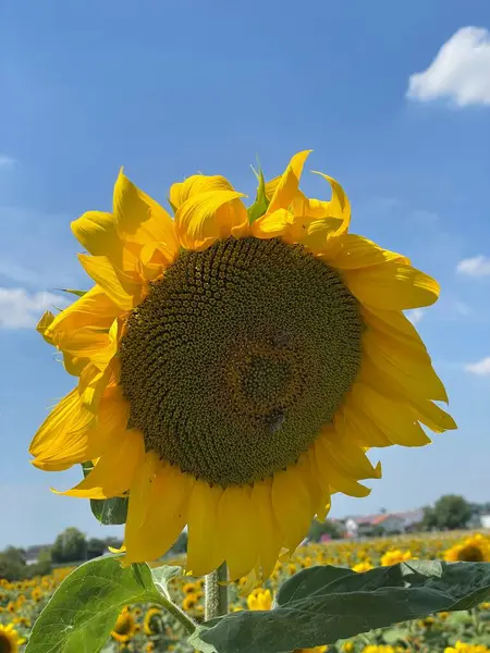 Ayçiçeği tarlada