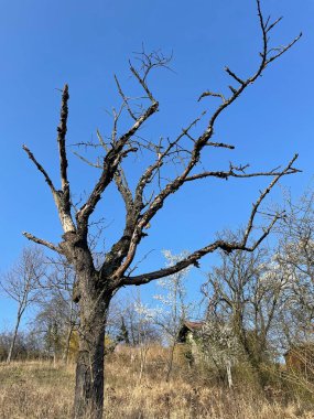 Ağaç dalları, bitki örtüsü ve doğa