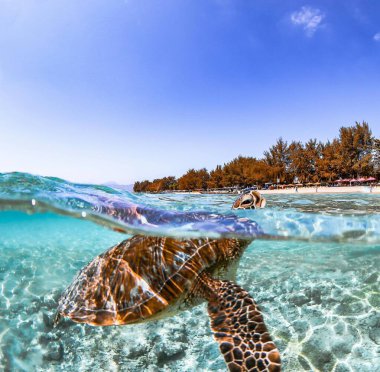 Karayip denizinde yüzen güzel kaplumbağa, Curacao adası, Karayipler