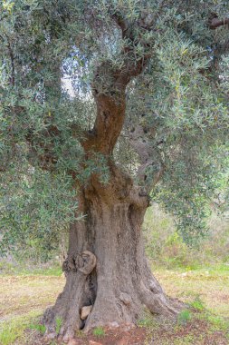 Apulia 'da bükülmüş ve parçalanmış gövdesi olan çok eski bir zeytin ağacı.