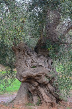 Apulia 'da bükülmüş ve parçalanmış gövdesi olan çok eski bir zeytin ağacı.