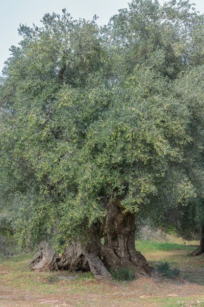Sehr Alter Olivenbaum Mit Verdrehtem Und Zersplittertem Stamm — Stockfoto