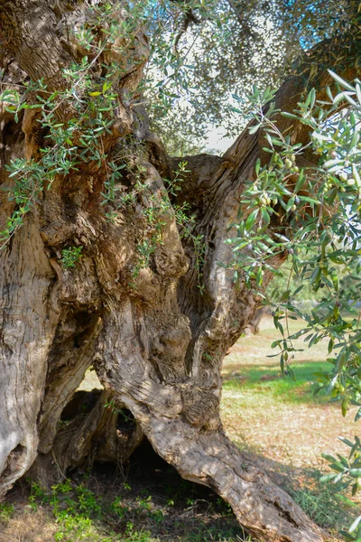 Sehr Alter Olivenbaum Mit Verdrehtem Und Zersplittertem Stamm Apulien — Stockfoto