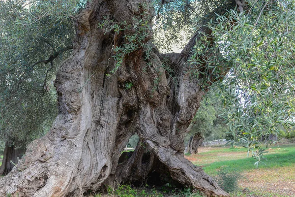 stock image Very old olive tree with twisted and splintered trunk in Apulia